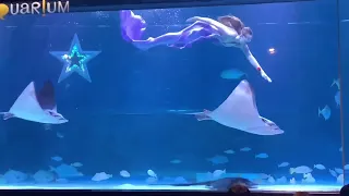 코엑스 아쿠아리움 인어공주 쇼 별빛구출작전 풀버전 COEX AQUARIUM Mermaid Princess Show Full Movie