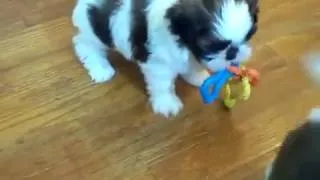 щенки ши тцу играют  Shih Tzu puppies are playing  3