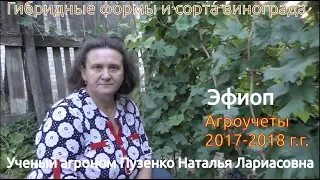Виноград Эфиоп - ультраранний виноград, участок Пузенко Натальи Лариасовны