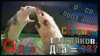 КРЫСИНЫЕ РАЗБОРКИ! 😲 Сселение двух стай кастратов в стиле Росса. 🙄 Сёма, Тома и хаси. 🐭(Fancy Rats)🐭