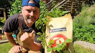 GROWING POTATOES in CHICKEN FEED BAGS