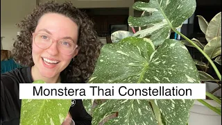 Monstera Thai Constellation Care | Tips and Tricks I've learned