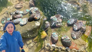 [ENG SUB] Xiao Zhang rushed to the sea  a large nest of abalone multiplied on the reef  and many se