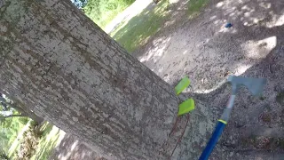 Tree Cutting #1 Using Wedge the Proper way