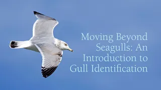 Moving Beyond Seagulls: An Introduction to Gull Identification with Justin Peter