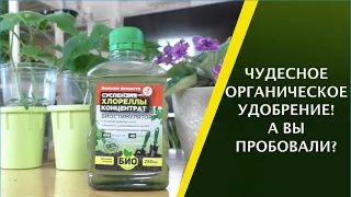 СУСПЕНЗИЯ ХЛОРЕЛЛЫ! КАК И ГДЕ ПРИМЕНЯТЬ, ЧТОБЫ ПОЛУЧИТЬ МАКСИМАЛЬНЫЙ ЭФФЕКТ!