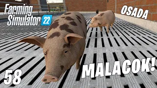 Farming Simulator 22 LIVE #58 - Jönnek a malacok!  Osada #17