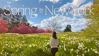 뉴욕의 봄 🌸 브롱스 볼거리, 맛집, 뉴욕식물원 | Where to go in Bronx Vlog