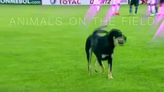 Animals on the field during football match