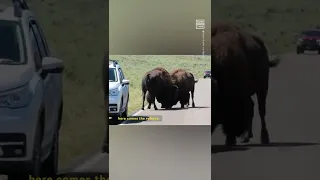 'They'll Kill You!': Tourists Get Too Close to Bison Fight at Yellowstone