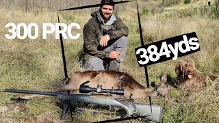 300PRC VS Fallow DEER - HUNTING & FISHING On A MONDAY