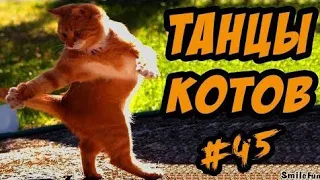 САМЫЕ УГАРНЫЕ ТАНЦЫ КОТОВ!!!СМОТРЕМ И РЖЕМ ПОЛ ЧАСА😂😂