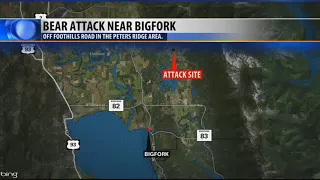 Grizzly bear wounded in encounter near Bigfork