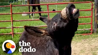 Shy Rescue Donkey Turns Into A MONSTER! | The Dodo