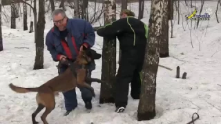 Собака для охраны, дрессировка, снижение давления на собаку уходом за дерево