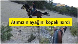 Atımıza kangal saldırdı ~ Dört nala arazi turumuz