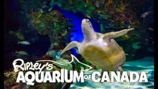 Ripley's Aquarium of Canada Full Video | Virtual Tour | 4K | Immigrant’s Adventures | Toronto Canada
