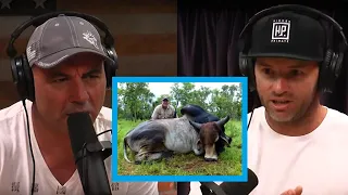 Hunter got gored by a wild cattle | Joe Rogan and Adam Greentree