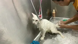 Cat bathing 🧼 ll # white cat bath # The cat world