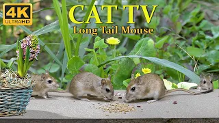 10 hour Cat TV mouse wrangle, clash for food - mouse search & hide for Cats to watch - 4k UHD