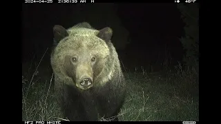 Grizzly bear close up!
