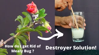 Easiest Way to Treat Mealybug/ White Insects