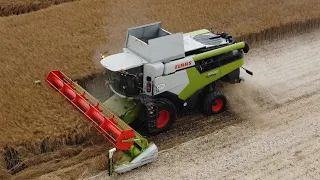 ŻNIWA 2023 | RZEPAK | CLAAS LEXION 6700