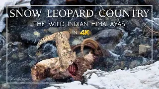 Snow Leopard Country - 4K | A Wildlife Photography Expedition In The Indian Himalayas