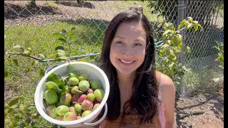 Thinning Apples! - What I learned growing apple trees as a new gardener!