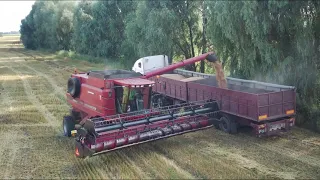 Кейс 2388 Уборка Пшениці 2021 Достойний урожай Ярої пшениці