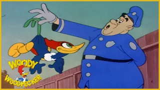 Woody Woodpecker | The Screwball | Full Episodes