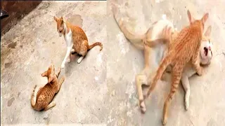 Baby Cats - Baby Kitten Playing With Mom Cat - Kittens Funny Videos 2021 - - # YouTube Shorts