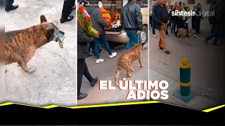 Perrito acompaña cortejo para dar el último adiós a su dueño 😭