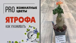 Ятрофа - бутылочное дерево | Как растет ятрофа. Как правильно ухаживать за ятрофой