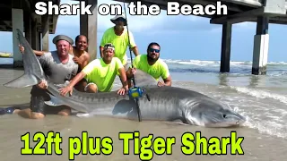 Amazing fishing skills land Most famous tiger shark caught on Avet Reels