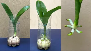 I propagated orchids in plastic bottles with 100% success in this very strange way