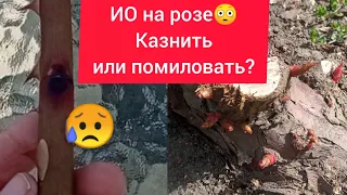 Оставила больные побеги у роз🤦‍♀️😳🌹, ЗАЧЕМ? Погода виновата🤷‍♀️ 😂😂, больше некому😉     2 апреля