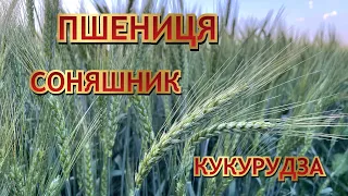 Кукурудза не росте. Огляд посівів.