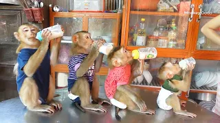 Baby Monkey | 4 Little Angel Sitting Orderly Manner & Wait Milk, Four Monkey Drinking Milk
