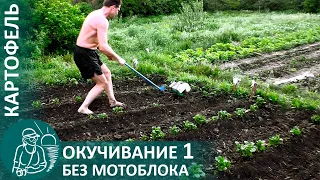 🥔 1-е окучивание картофеля с подкормкой навозом и золой по методу Гордеевых