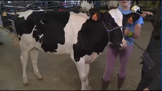 Meet all the cute animals at the Sac Fair!