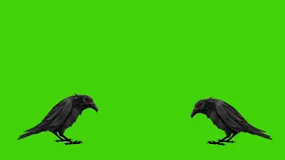 Crows Green Screen Effects 4K