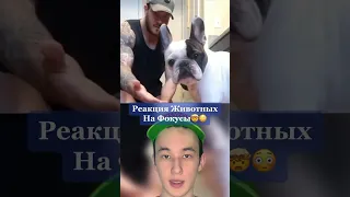 Реакция Животных на Фокусы!😳 #shorts #животные #собака #обезьяна #фокус