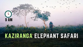 Early Morning Elephant SAFARI in Kaziranga National Park