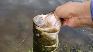 5lb bass on whopper plopper 75