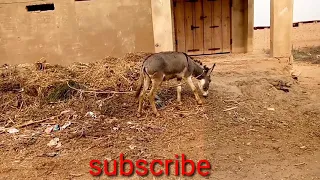 Donkey King Eating Grass