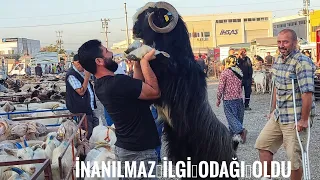 İZMİR TORBALI YA HONAMLI GELDİ .