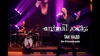 Animal ДжаZ — Так надо (Live @ Мой музыкальный)