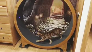 Беговое колесо для кошки от "Кот Икар"