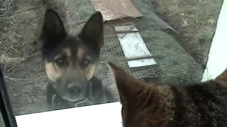 Реакция кота на собаку.Like a cat befriends a dog